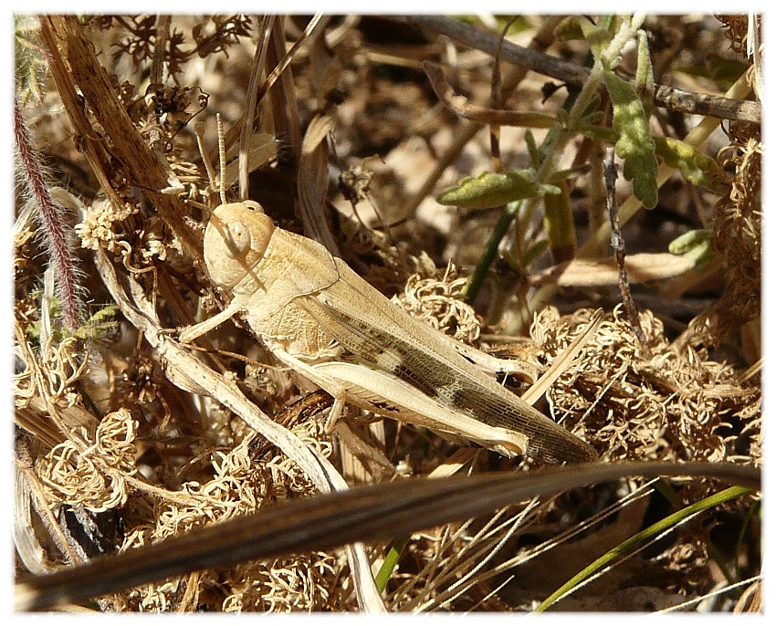 Ortotteri dal Gargano